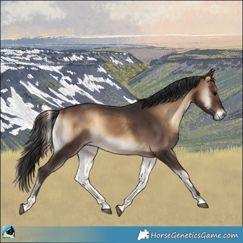Horse Color:Bay Onyx