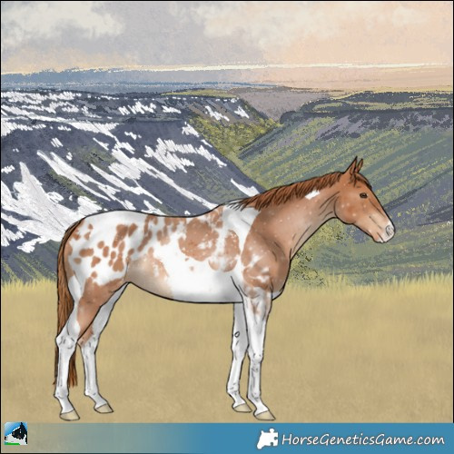 Horse Color:Chestnut Tobiano Blanket 