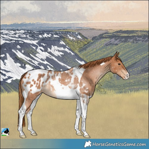 Horse Color:Chestnut Tobiano Blanket 