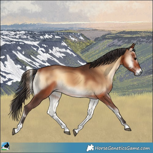 Horse Color:Bay Onyx 