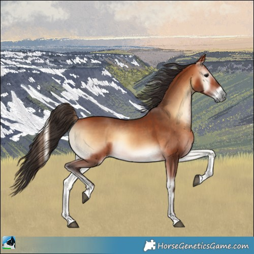 Horse Color:Bay Onyx 