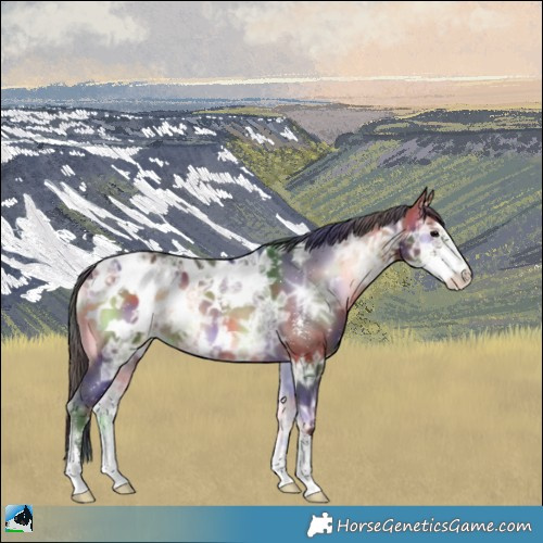 Horse Color:Nacre Bay Ice Onyx Sabino Appaloosa