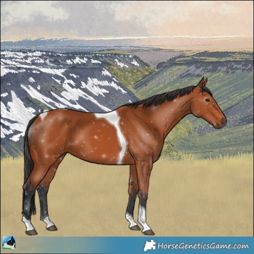 Horse Color:Bay Tobiano 