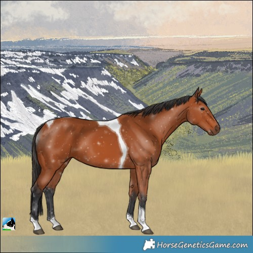 Horse Color:Bay Tobiano 
