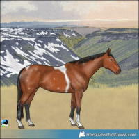 Horse Color:Bay Tobiano 