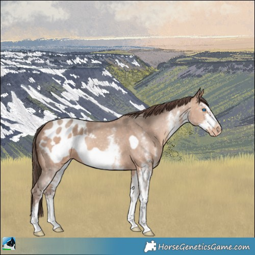 Horse Color:White Spotted Sable Champagne Frame Appaloosa 