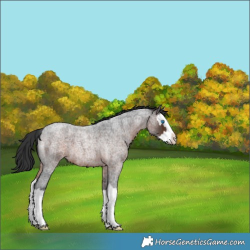 Horse Color:Brown Roan Splash 