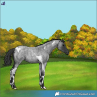 Horse Color:Blue Roan Tobiano 
