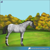 Horse Color:Blue Roan Tobiano 