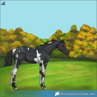 Horse Color:Black Tobiano