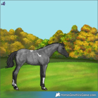 Horse Color:Blue Roan Tobiano Rabicano 