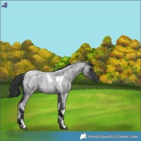Horse Color:Blue Roan Tobiano
