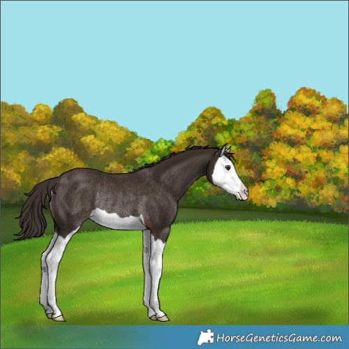 Horse Color:Liver Chestnut Splash Rabicano 