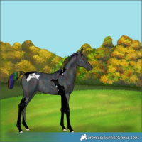 Horse Color:Painted Midnight Bay Ice Dun Tobiano Rabicano