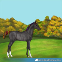 Horse Color:Painted Black Rabicano 