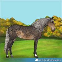 Horse Color:Silver Smoky Black 