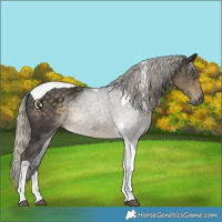 Horse Color:Silver Smoky Black Tobiano
