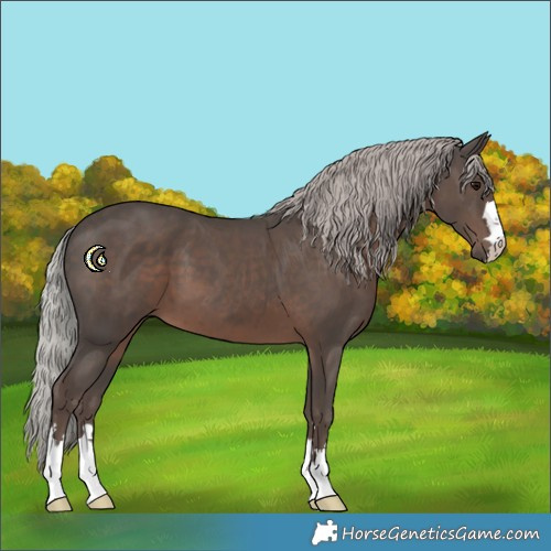 Horse Color:Silver Black