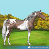 Horse Color:Silver Black Tobiano Appaloosa 