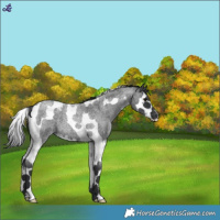 Horse Color:Blue Roan Splash Tobiano 
