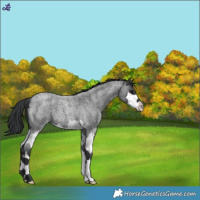Horse Color:Blue Roan Splash 