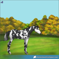 Horse Color:Black Splash Tobiano
