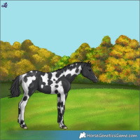 Horse Color:Black Tobiano 