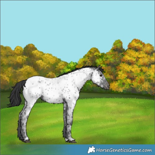 Horse Color:Black Ice Appaloosa 