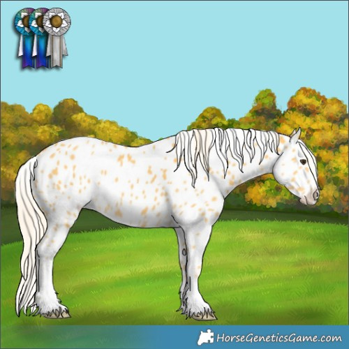 Horse Color:Palomino Appaloosa 