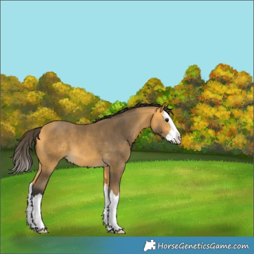 Horse Color:Buckskin Splash 
