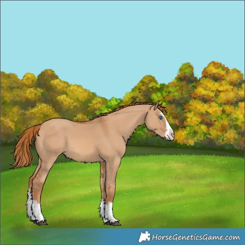 Horse Color:Red Dun Splash 