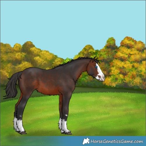 Horse Color:Brown Splash 