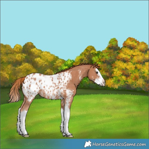 Horse Color:Chestnut Sabino Splash Appaloosa 