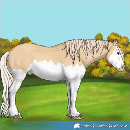 Horse Color:Palomino Dun Splash 