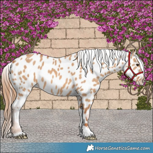 Horse Color:Red Dun Near Leopard 