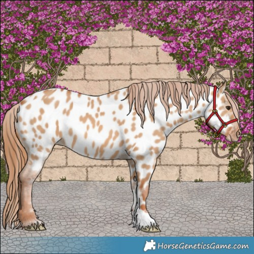 Horse Color:Red Dun Appaloosa 