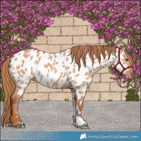 Horse Color:Red Dun Appaloosa