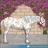 Horse Color:Red Dun Near Leopard 