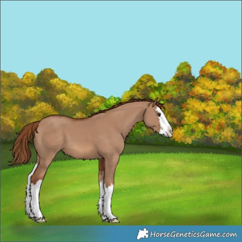 Horse Color:Red Dun Splash 