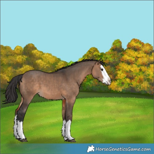 Horse Color:Brown Dun Splash 