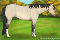 Horse Color:Buckskin Roan Dun 
