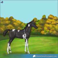Horse Color:Smoky Black Tobiano 