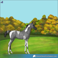 Horse Color:Blue Roan Tobiano