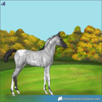 Horse Color:Smoky Blue Roan Tobiano 