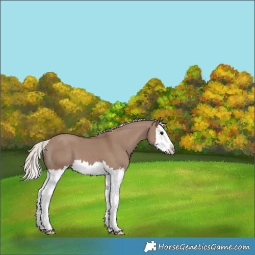 Horse Color:Silver Grullo Splash 
