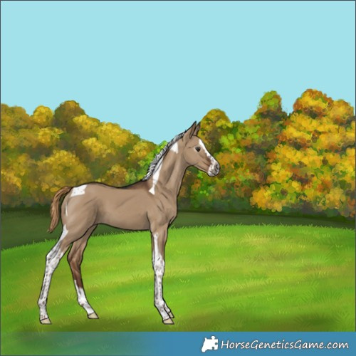 Horse Color:Gray Liver Red Dun Splash Tobiano 