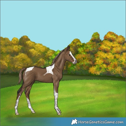 Horse Color:Gray Liver Red Dun Splash Tobiano 