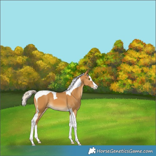 Horse Color:Palomino Splash Tobiano 