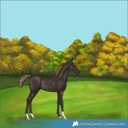 Horse Color:Liver Chestnut Rabicano 
