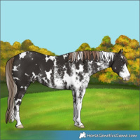 Horse Color:White Spotted Liver Chestnut 